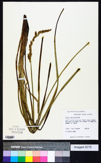 Carex decomposita image