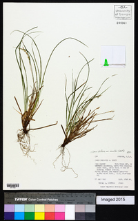 Carex deflexa var. boottii image