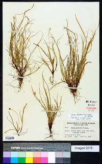 Carex deflexa var. deflexa image