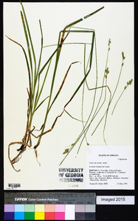 Carex deweyana image