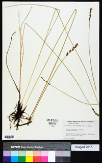 Carex diandra image