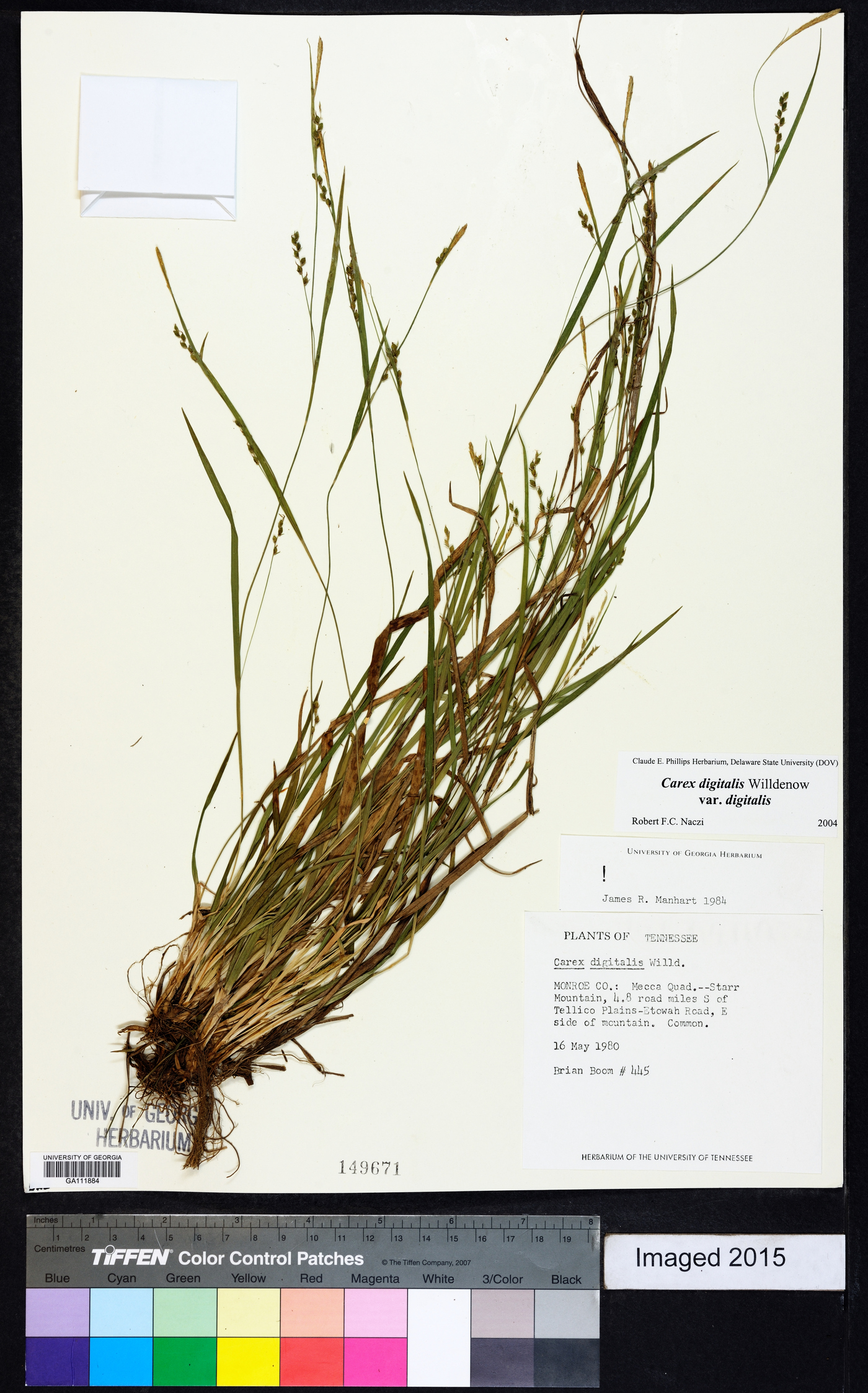Carex digitalis var. digitalis image