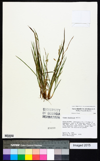 Carex digitalis var. floridana image