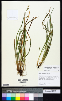 Carex digitalis var. floridana image