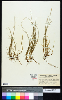 Carex disperma image