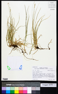 Carex disperma image