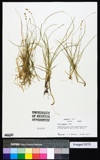 Carex disperma image