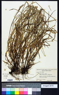 Carex divisa image