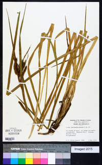 Carex cognata image
