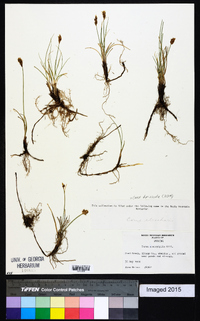 Carex duriuscula image