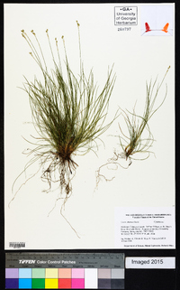 Carex ebenea image