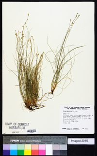 Carex ebenea image