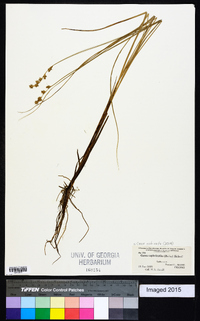 Carex echinata image