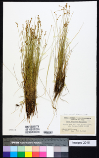 Carex echinata image