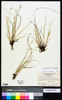 Carex echinata image