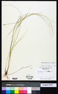 Carex echinata subsp. echinata image