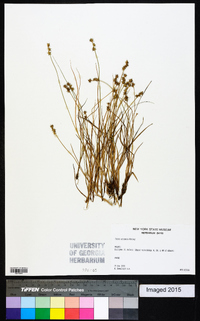 Carex echinata image