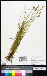 Carex echinata image