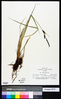 Carex elata image