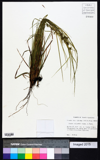 Carex elliottii image