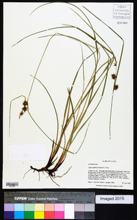 Carex elliottii image