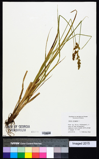 Carex elongata image