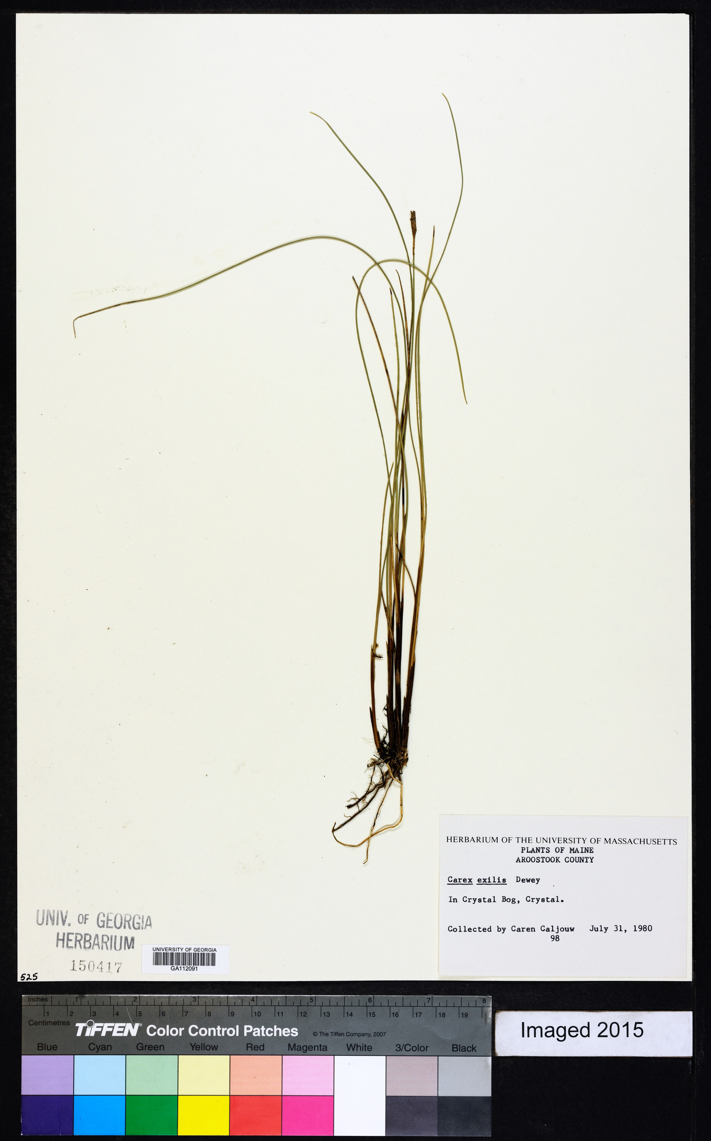 Carex exilis image