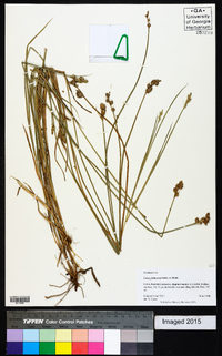 Carex festucacea image