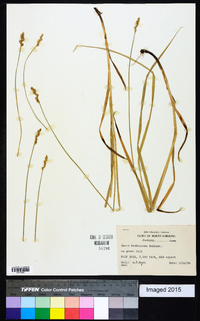 Carex festucacea image