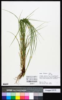 Carex festucacea image