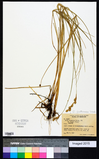 Carex festucacea image