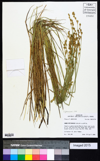 Carex festucacea image