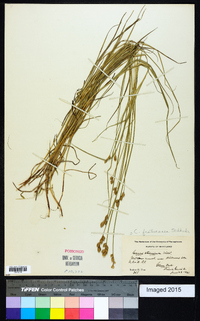 Carex festucacea image