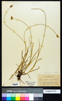 Carex festucacea image