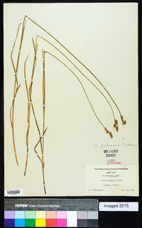 Carex festucacea image