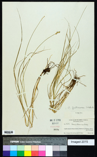 Carex festucacea image