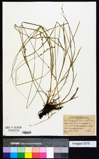 Carex festucacea image