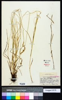 Carex festucacea image