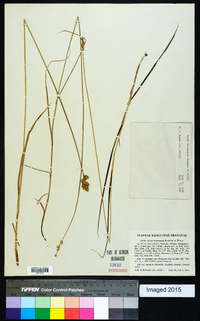 Carex festucacea image