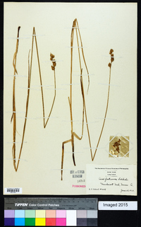 Carex festucacea image