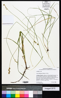 Carex festucacea image