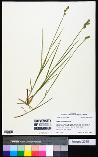 Carex festucacea image