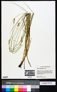 Carex festucacea image