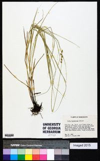 Carex festucacea image