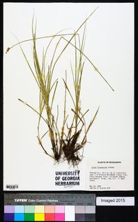 Carex festucacea image