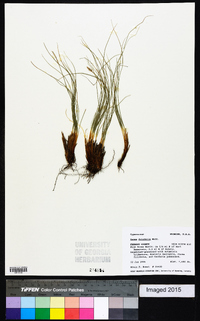 Carex filifolia image