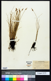 Carex filifolia image