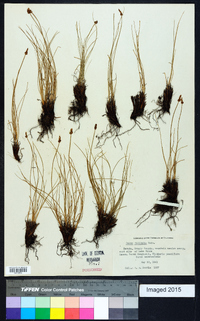 Carex filifolia image