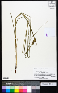 Carex fissa image