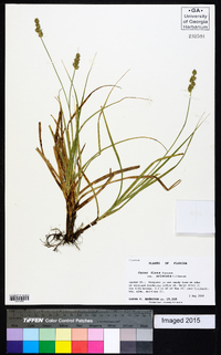 Carex fissa image